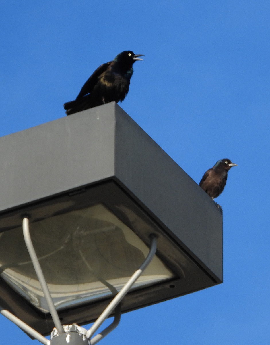 Common Grackle - ML620431420