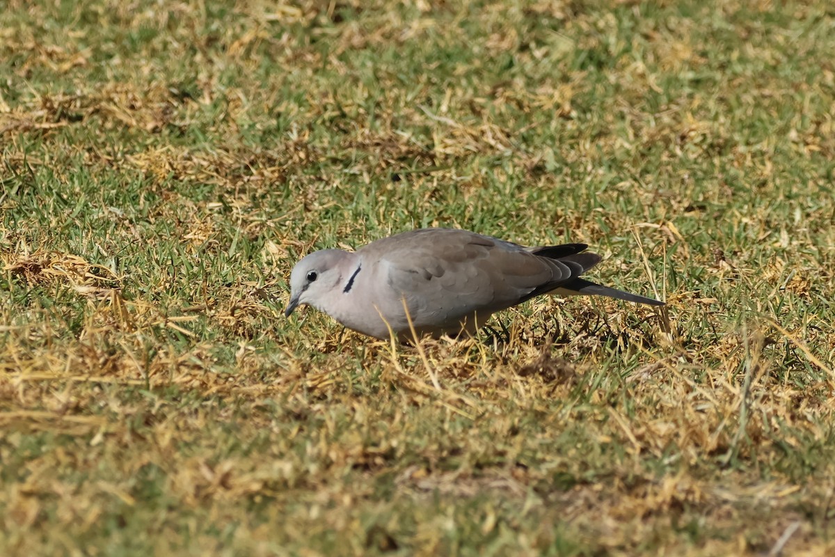 Ring-necked Dove - ML620431425