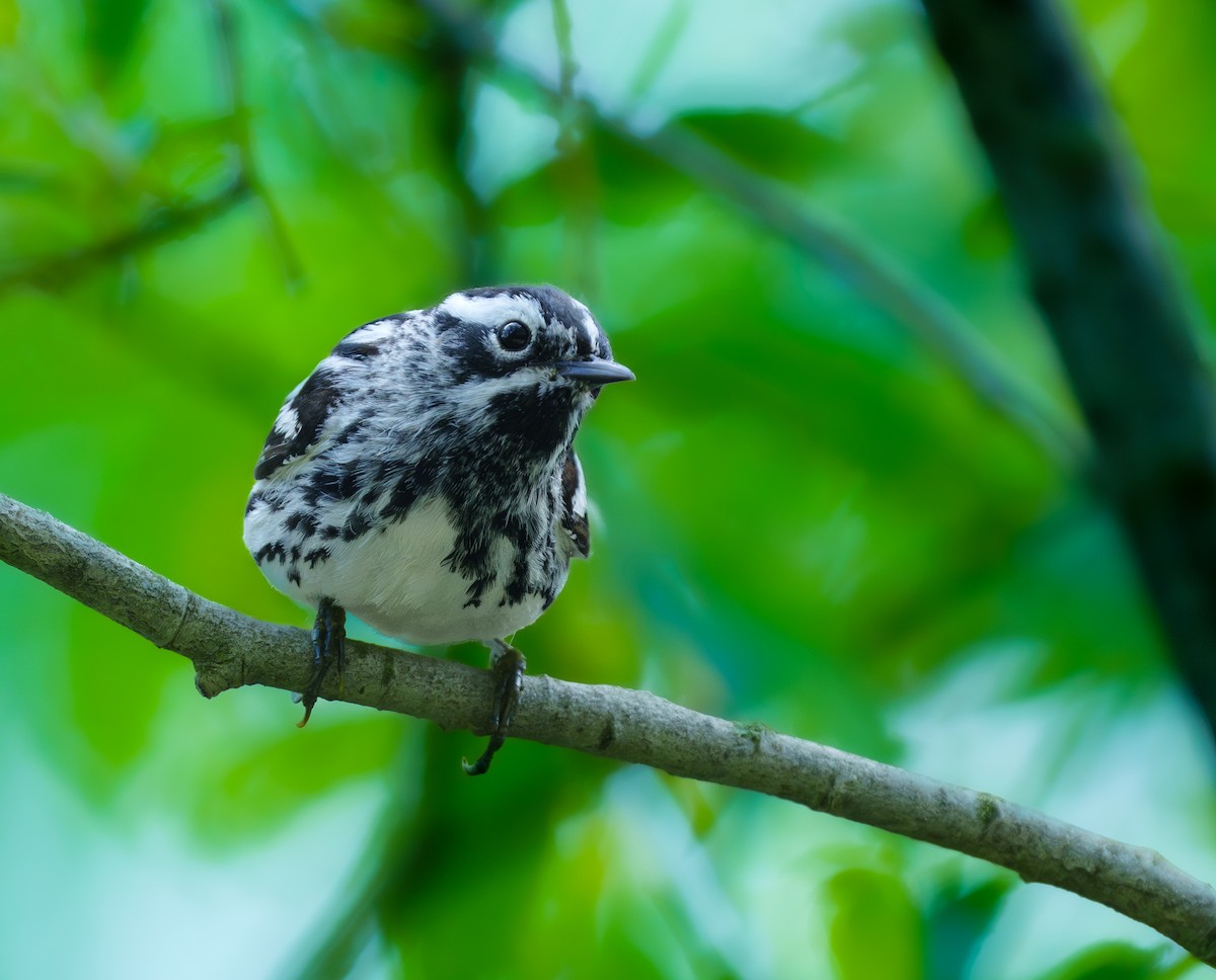 Black-and-white Warbler - ML620431427