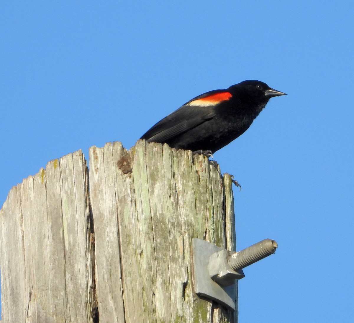 Red-winged Blackbird - ML620431429