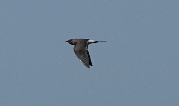 Collared Pratincole - Dave Ebbitt