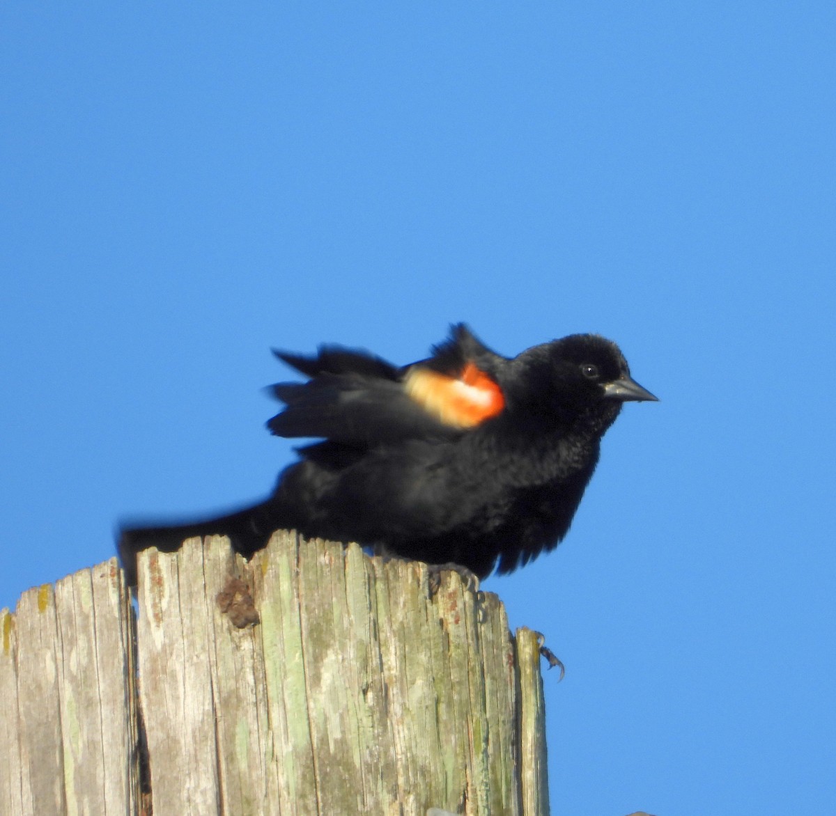 Red-winged Blackbird - ML620431432