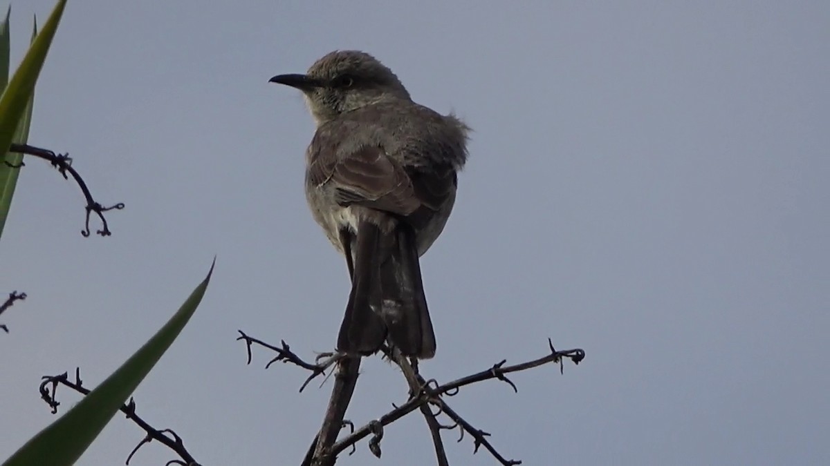 Northern Mockingbird - ML620431433