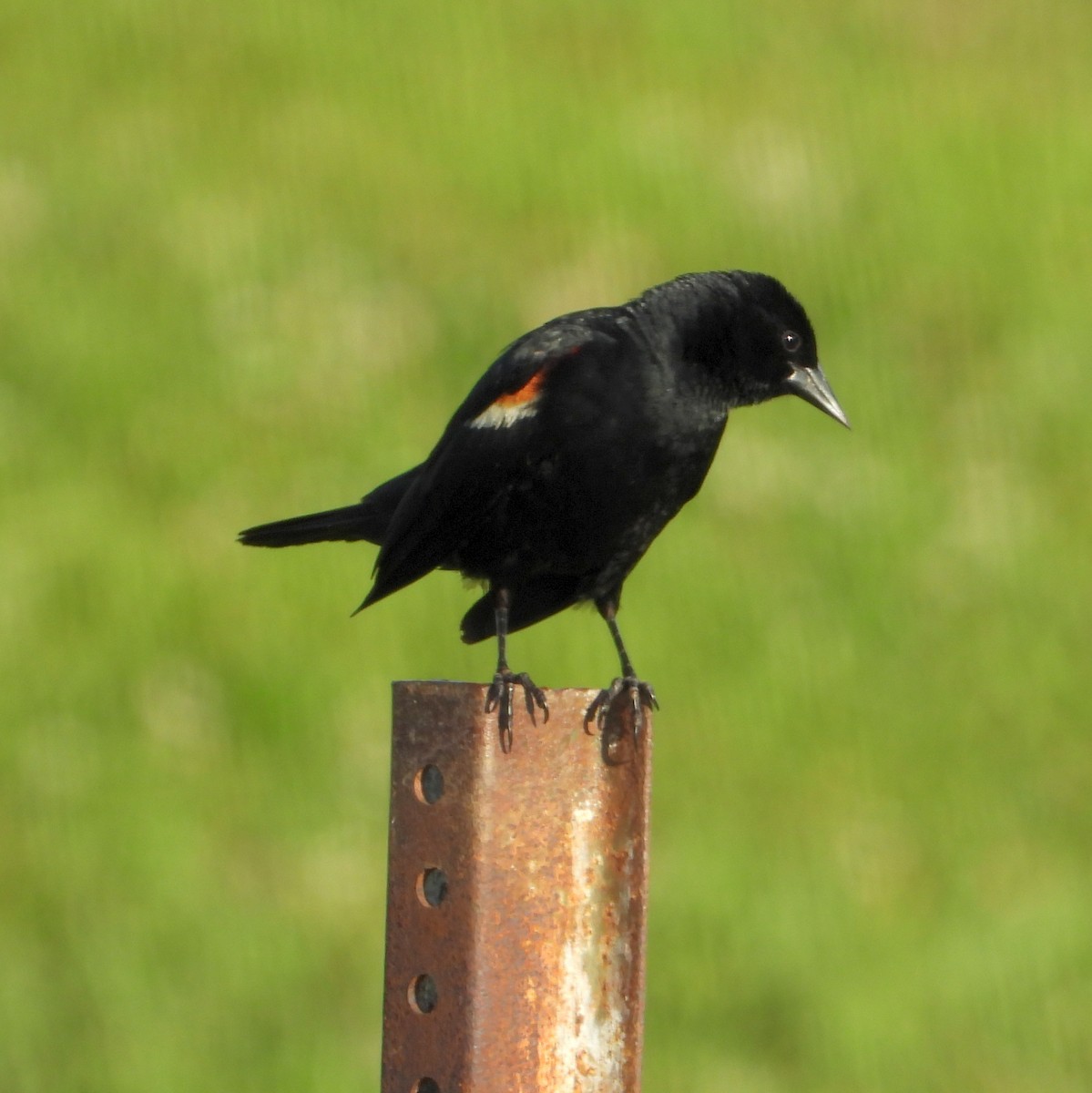 Red-winged Blackbird - ML620431434