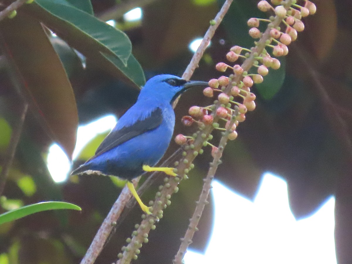 Shining Honeycreeper - ML620431435