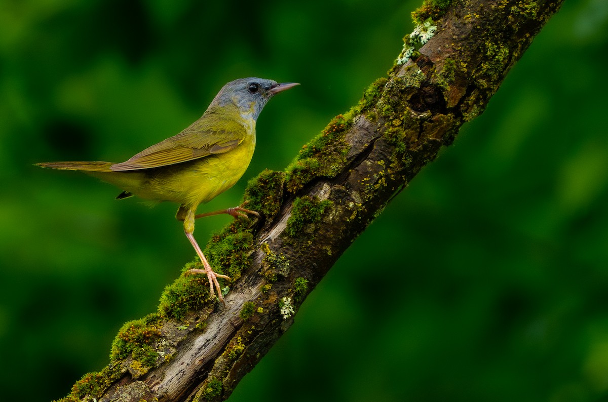 Mourning Warbler - ML620431437