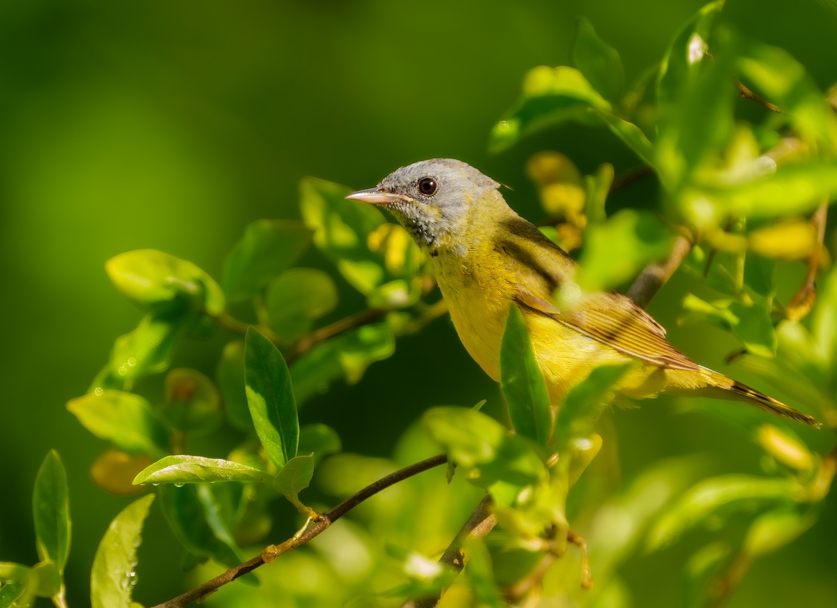 Mourning Warbler - ML620431438