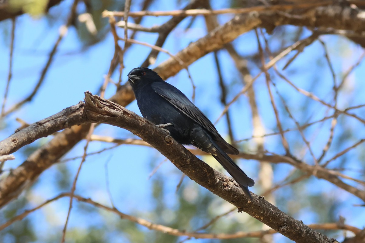 Fork-tailed Drongo - ML620431439