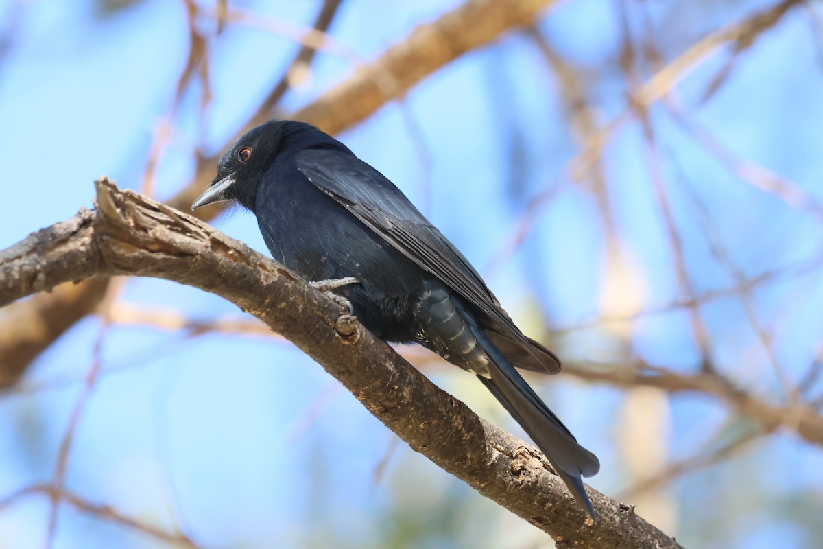 Fork-tailed Drongo - ML620431440