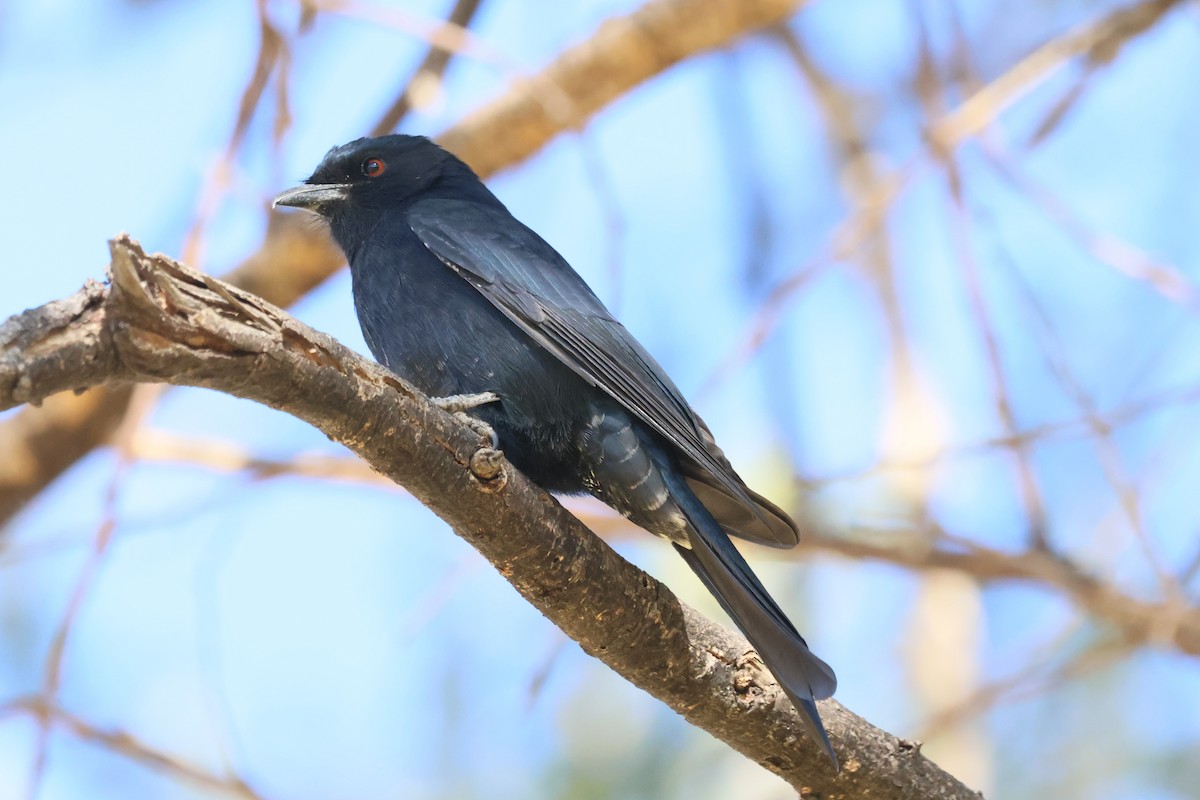 Çatal Kuyruklu Drongo - ML620431441