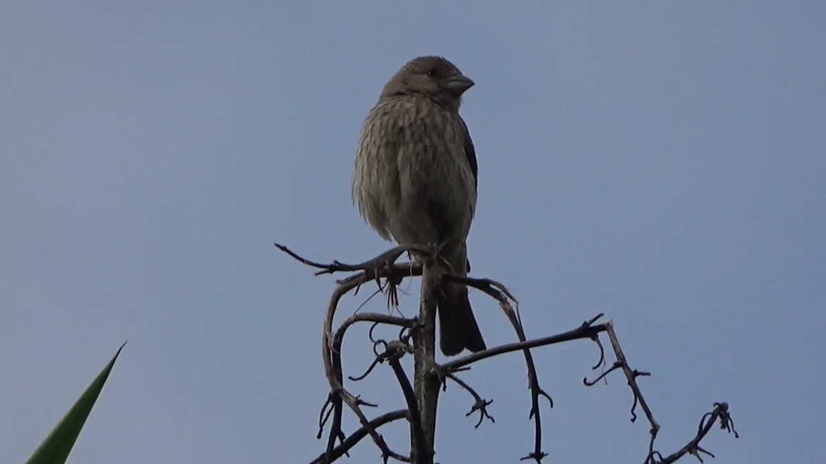 House Finch - ML620431442