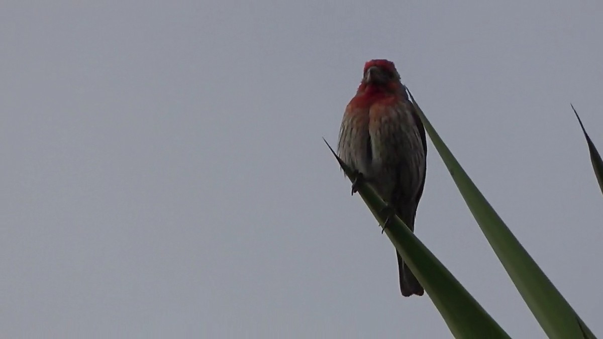 House Finch - ML620431443