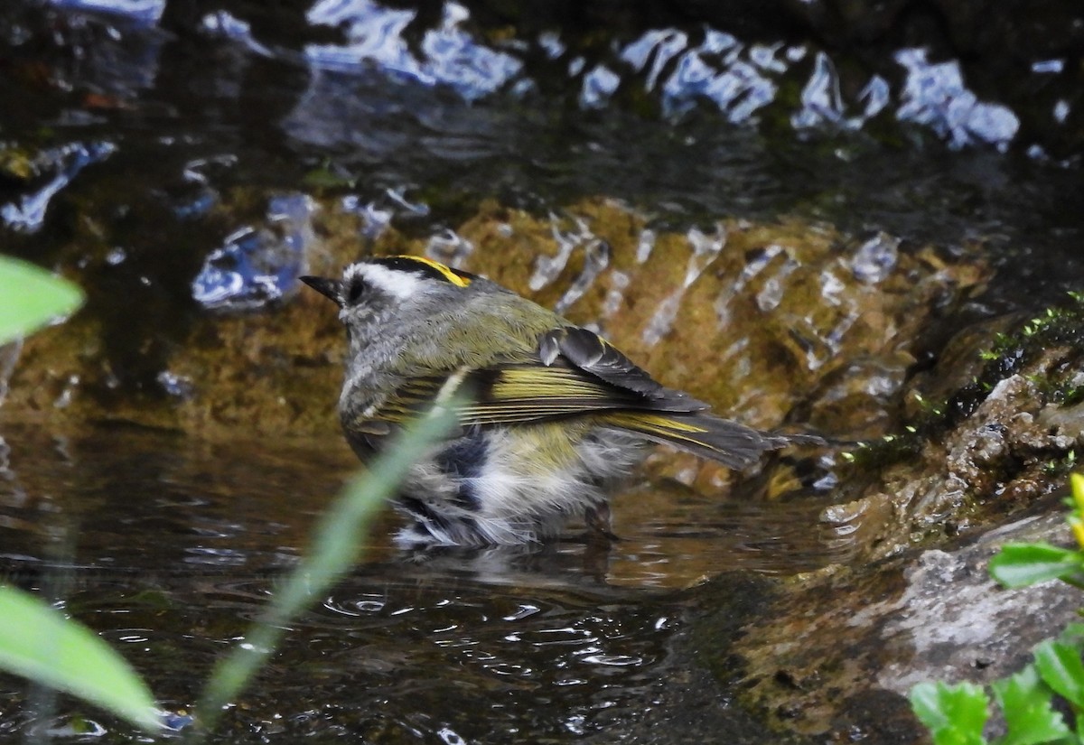 Roitelet à couronne dorée - ML620431446