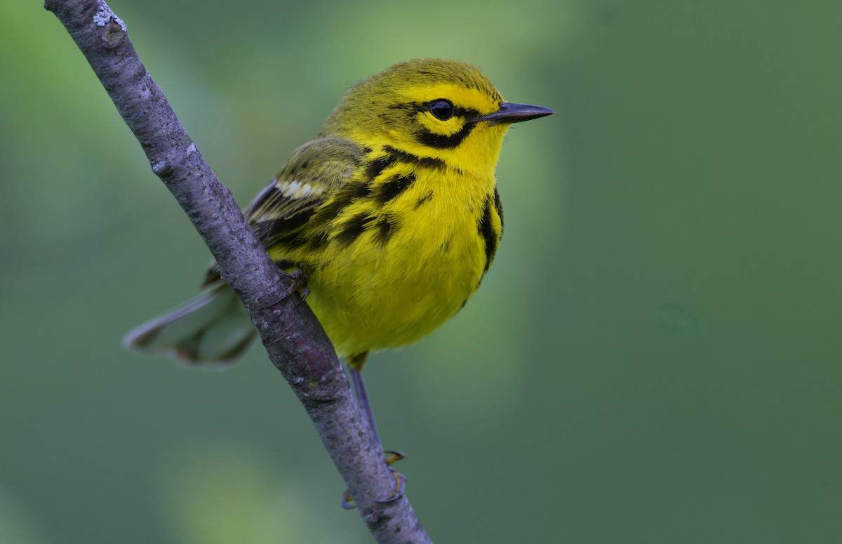 Prairie Warbler - ML620431449