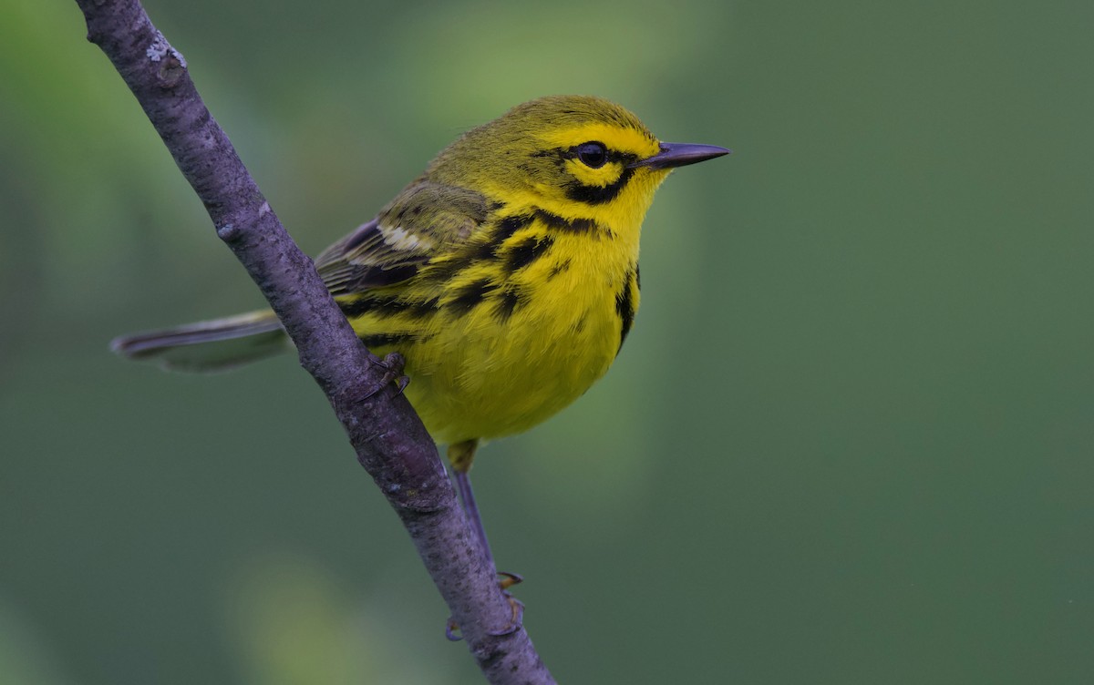 Prairie Warbler - ML620431450