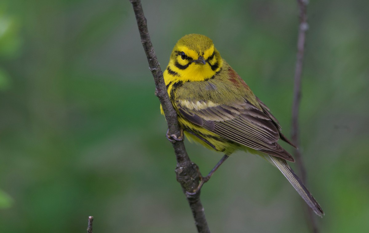 Prairie Warbler - ML620431451