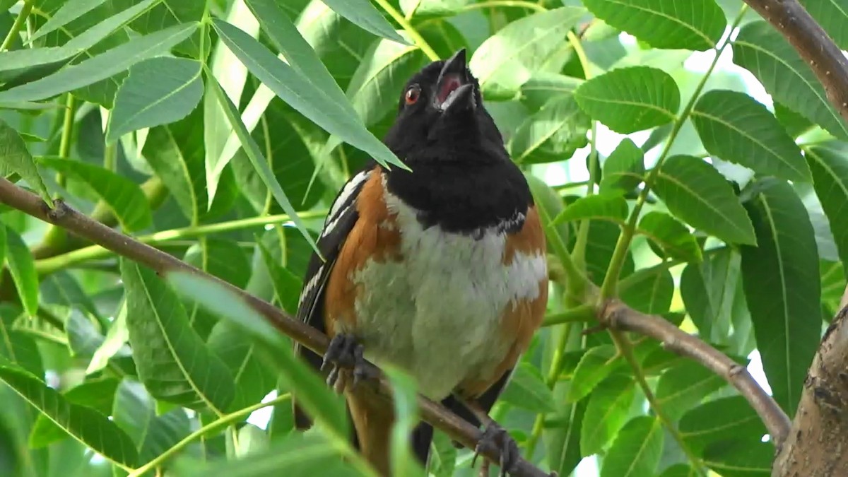 Spotted Towhee - ML620431453