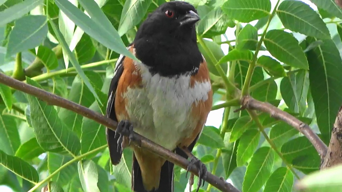 Spotted Towhee - ML620431454