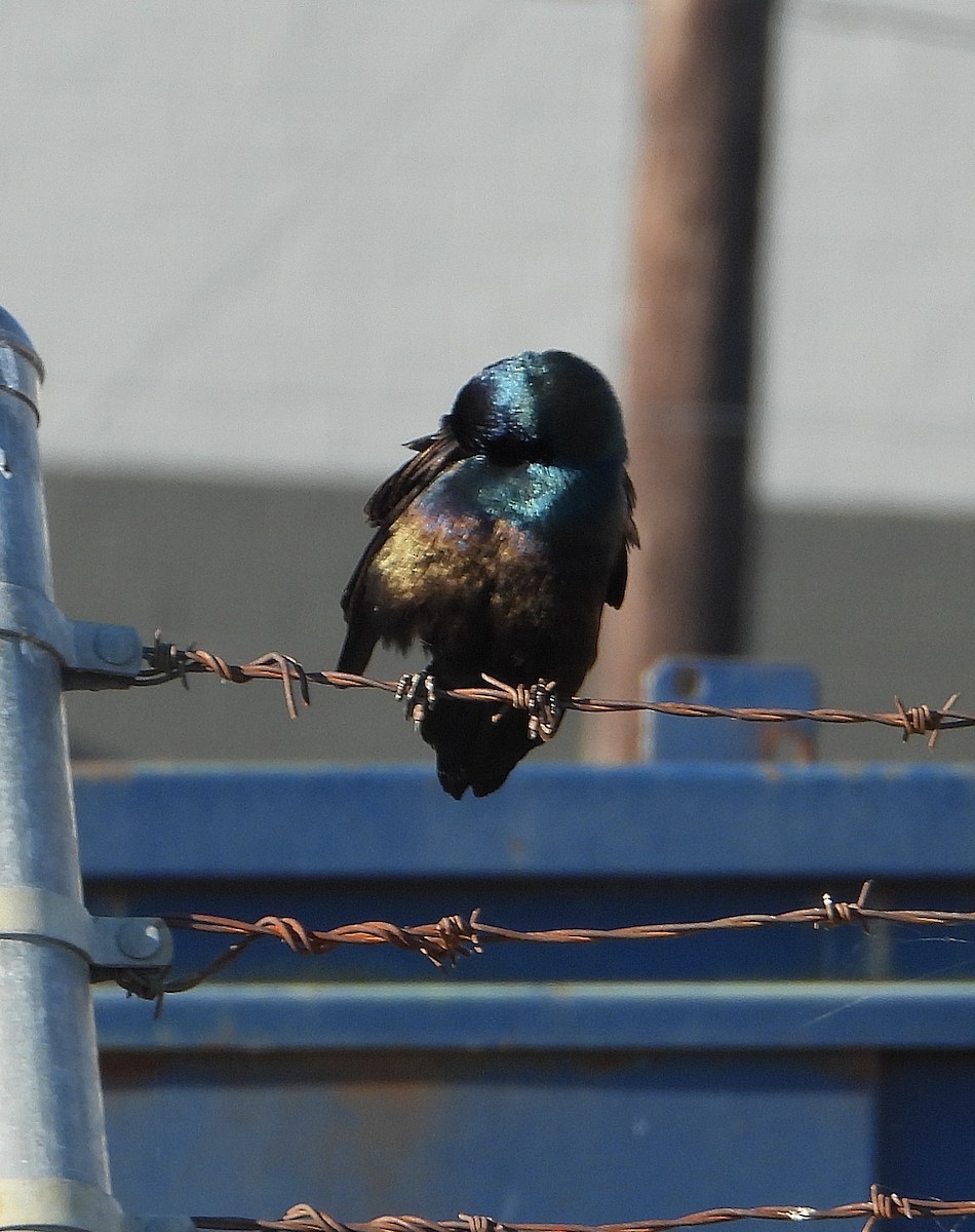 Common Grackle - ML620431458