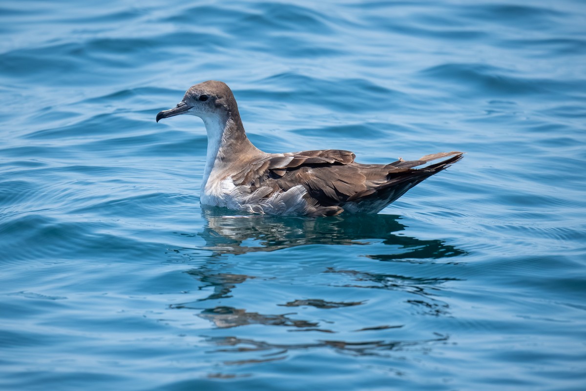 Wedge-tailed Shearwater - ML620431459