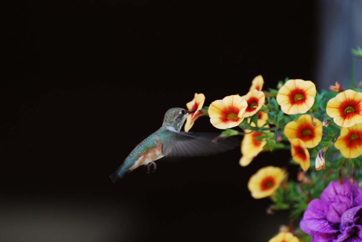 Rufous Hummingbird - ML620431460
