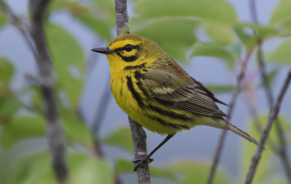 Prairie Warbler - ML620431470