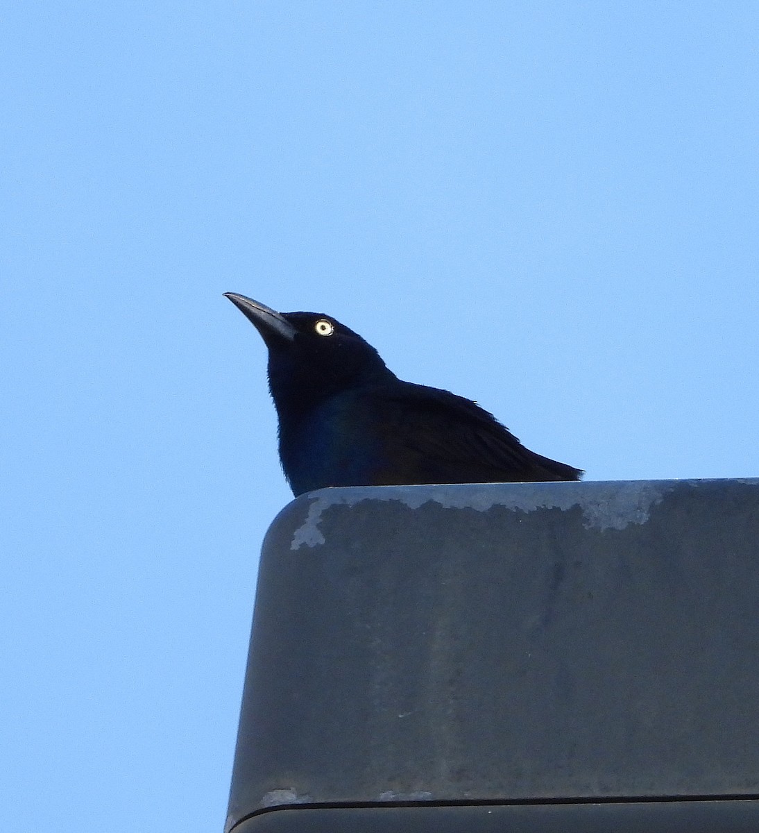 Common Grackle - ML620431474