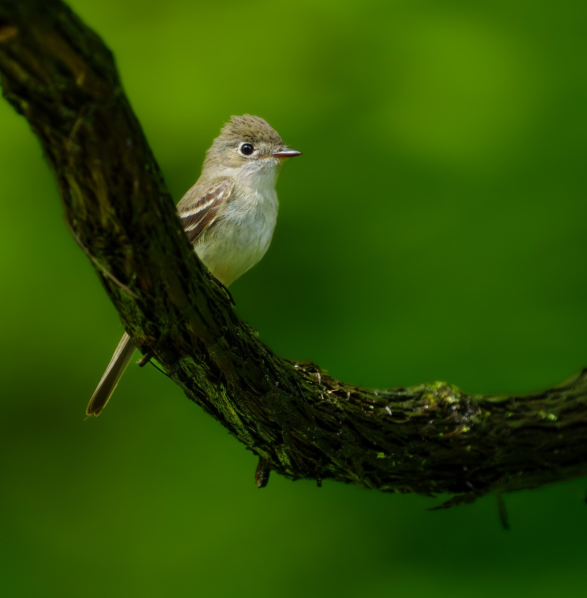 Least Flycatcher - ML620431483