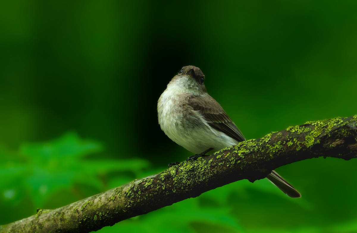 Eastern Wood-Pewee - ML620431490