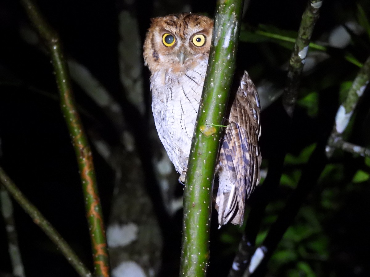 Tropical Screech-Owl - ML620431491