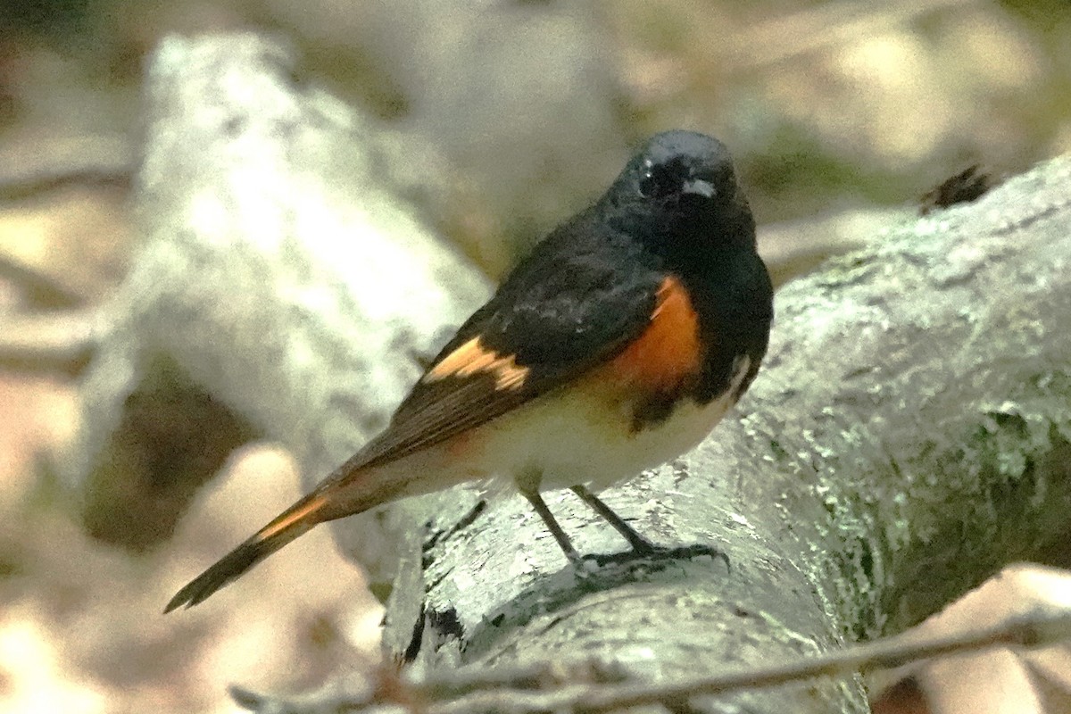 American Redstart - ML620431494