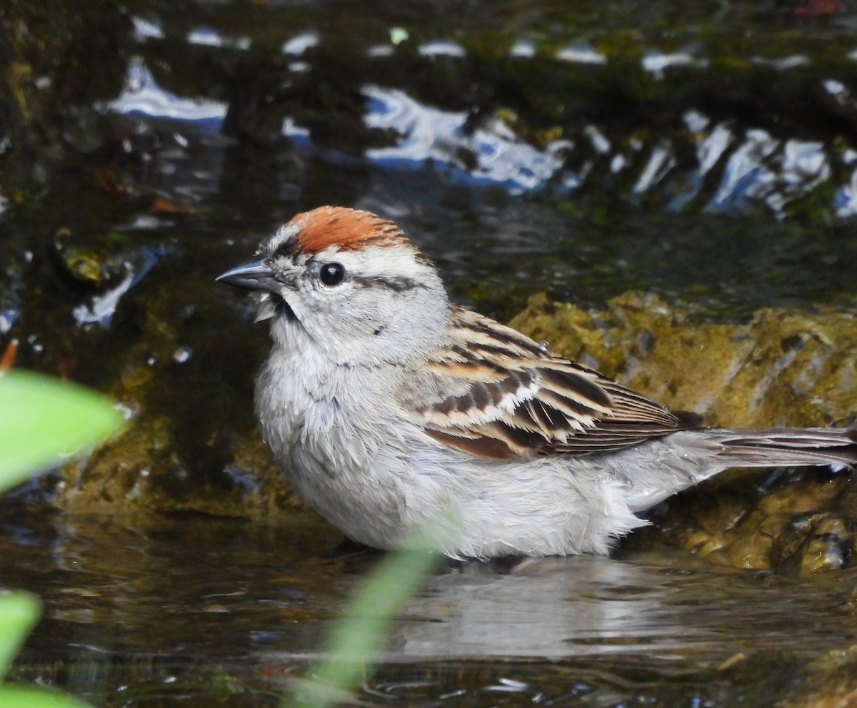 Chipping Sparrow - ML620431500