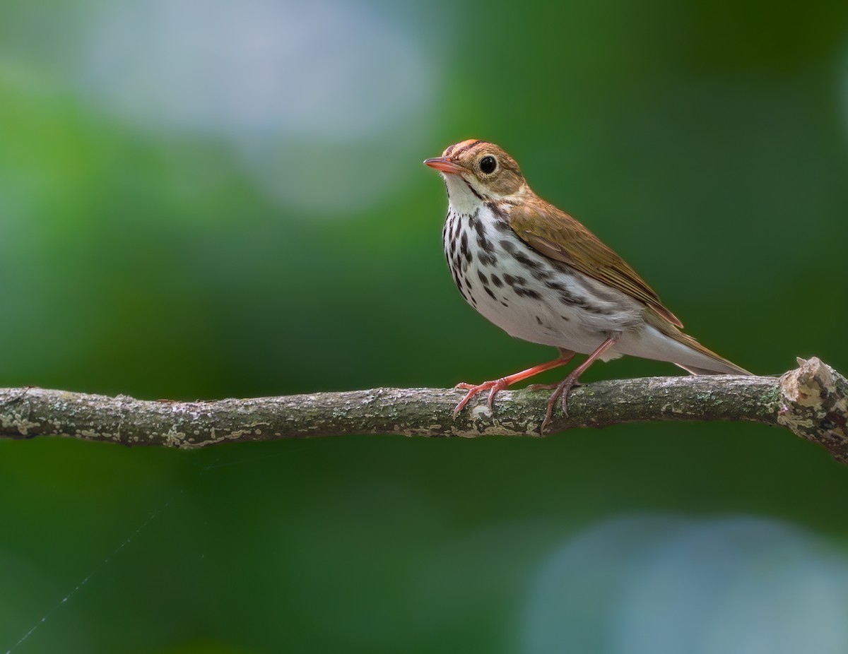 Ovenbird - ML620431501