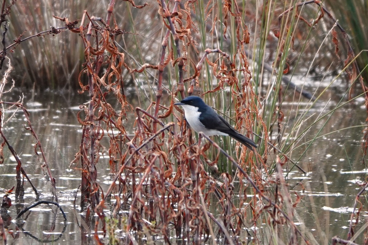 Restless Flycatcher - ML620431506