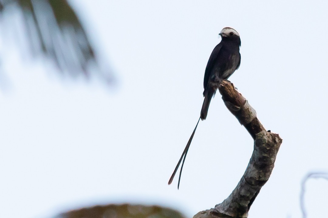 Long-tailed Tyrant - ML620431509