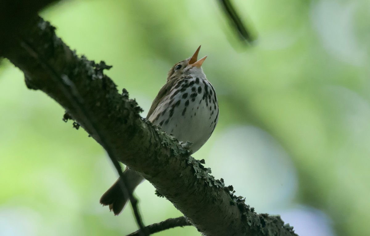 Ovenbird - ML620431510