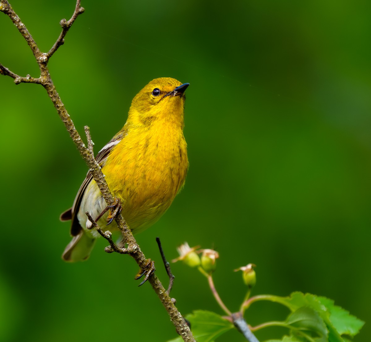 Pine Warbler - ML620431512