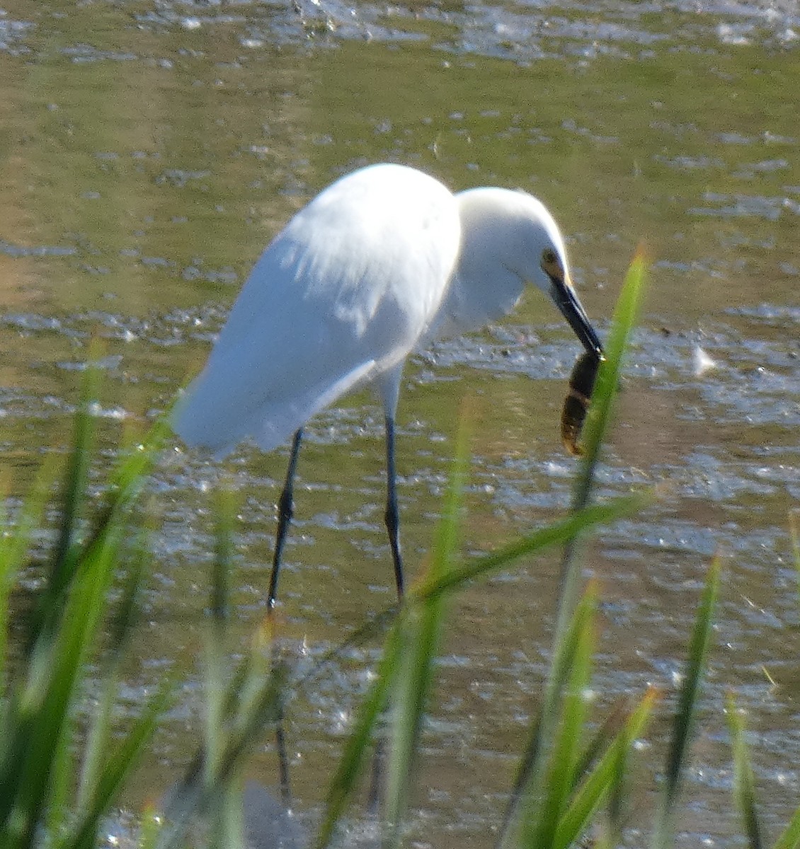 Snowy Egret - ML620431523