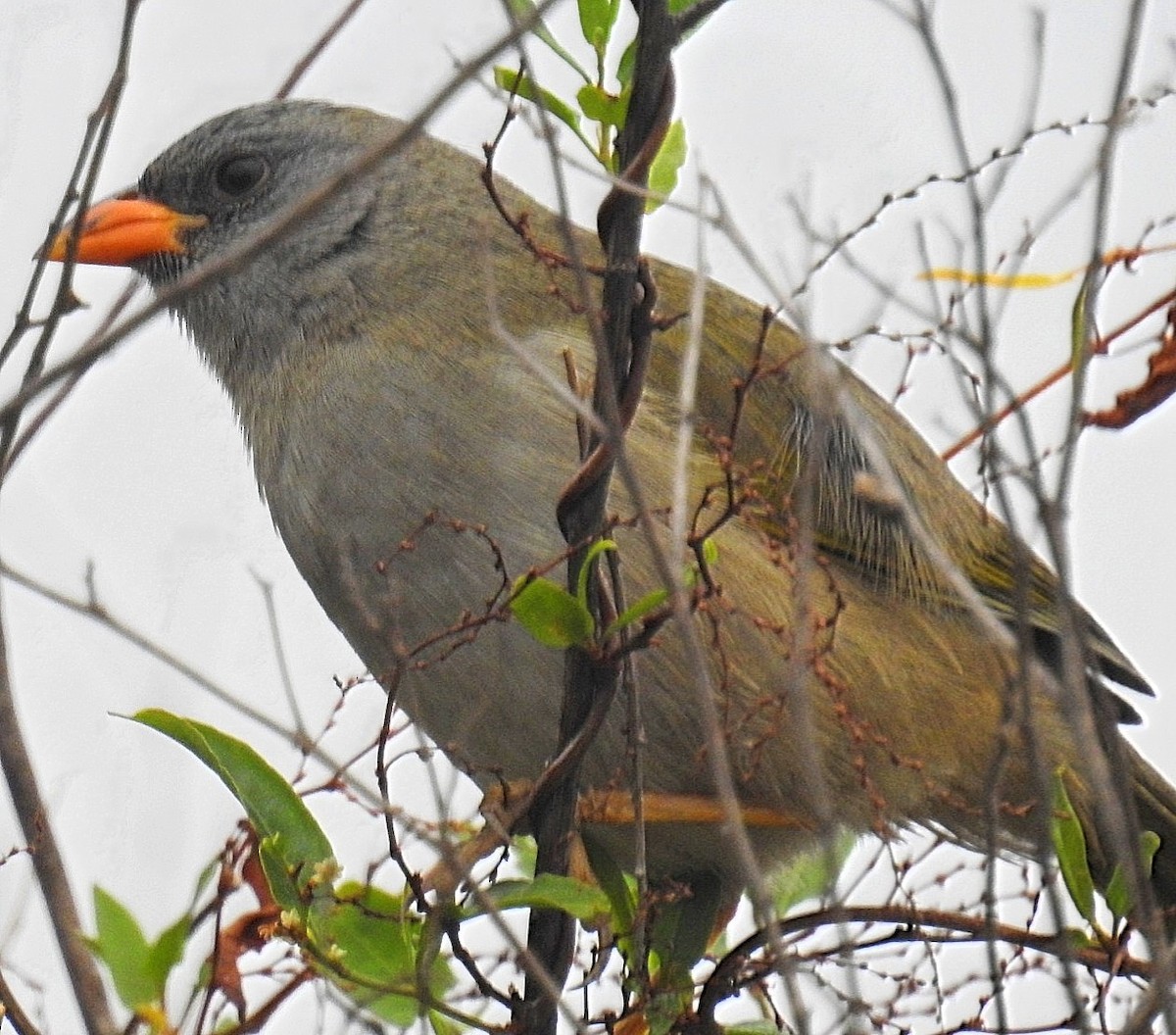 Great Pampa-Finch - ML620431524