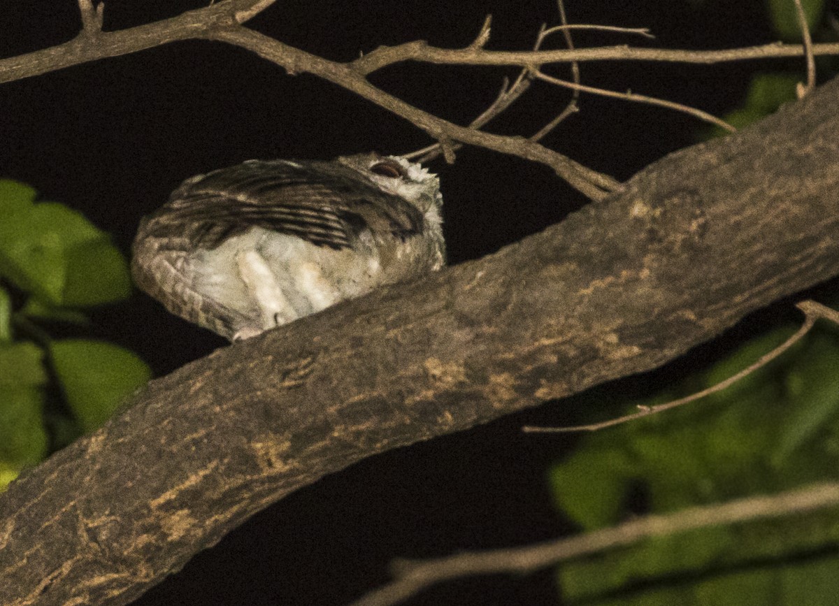 Collared Scops-Owl - ML620431526