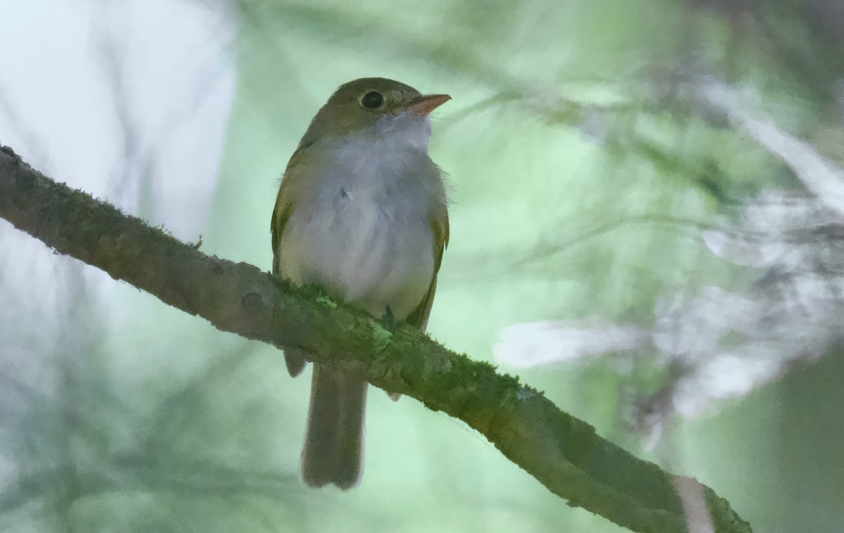 Acadian Flycatcher - ML620431527