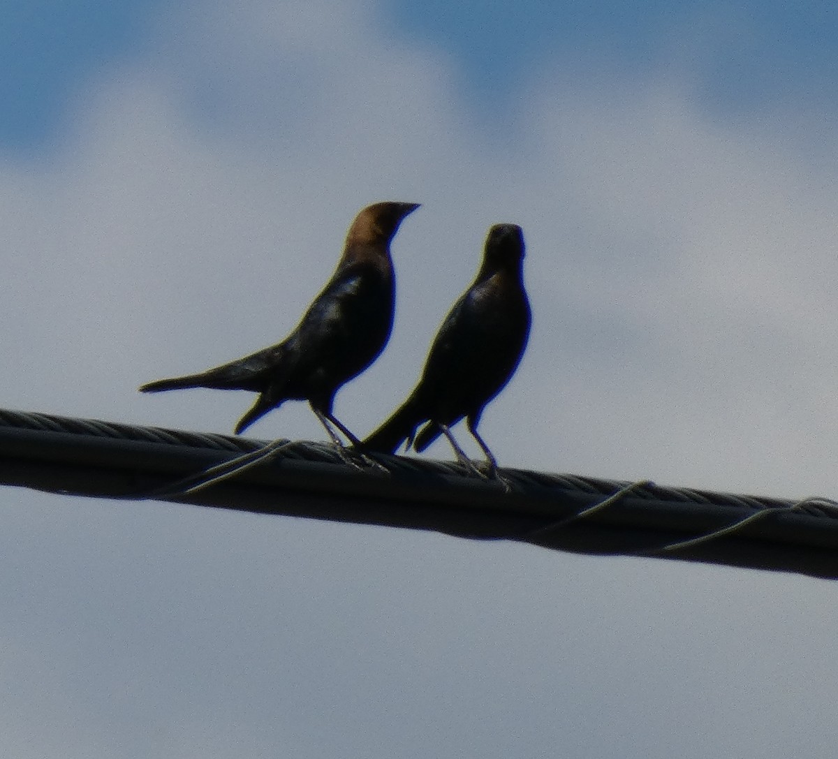 Brown-headed Cowbird - ML620431530