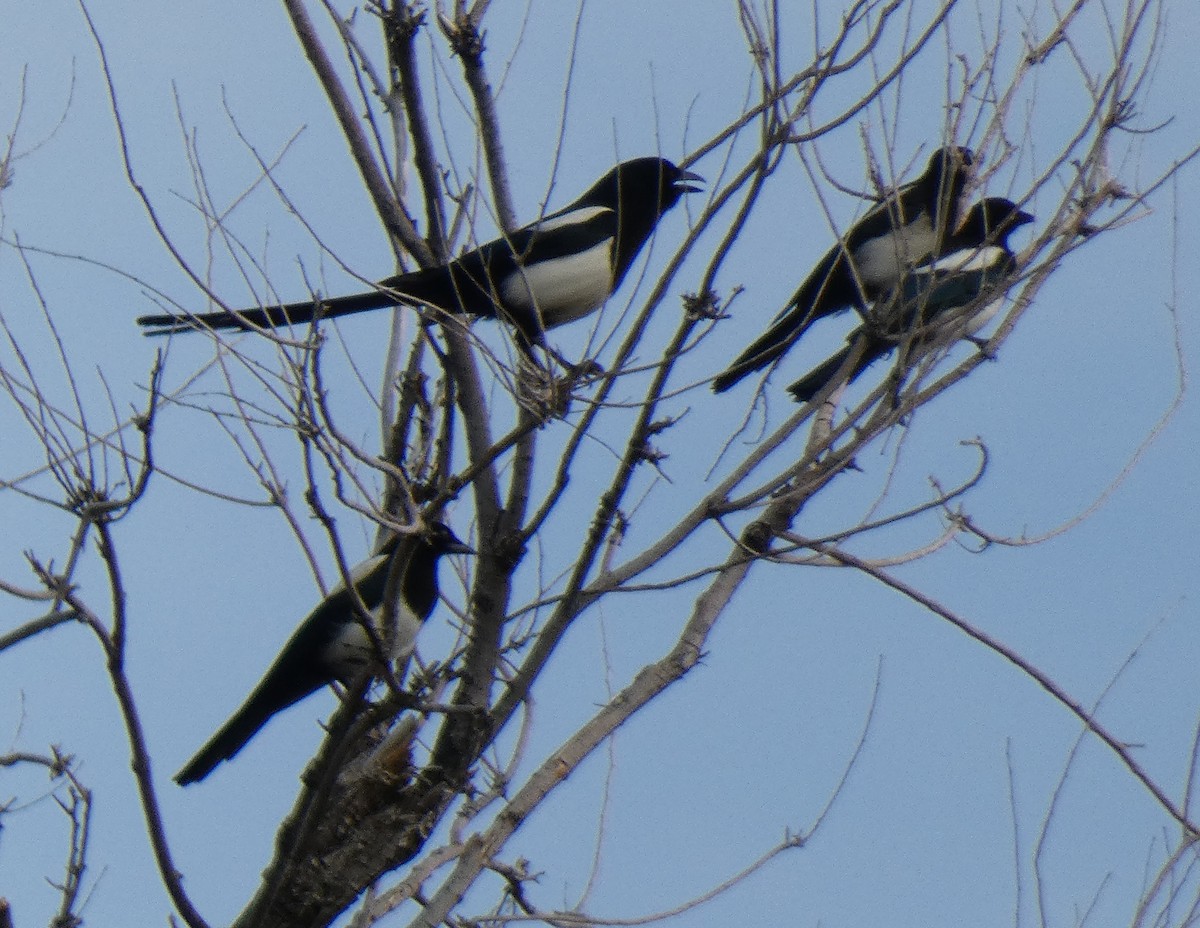 Black-billed Magpie - ML620431533