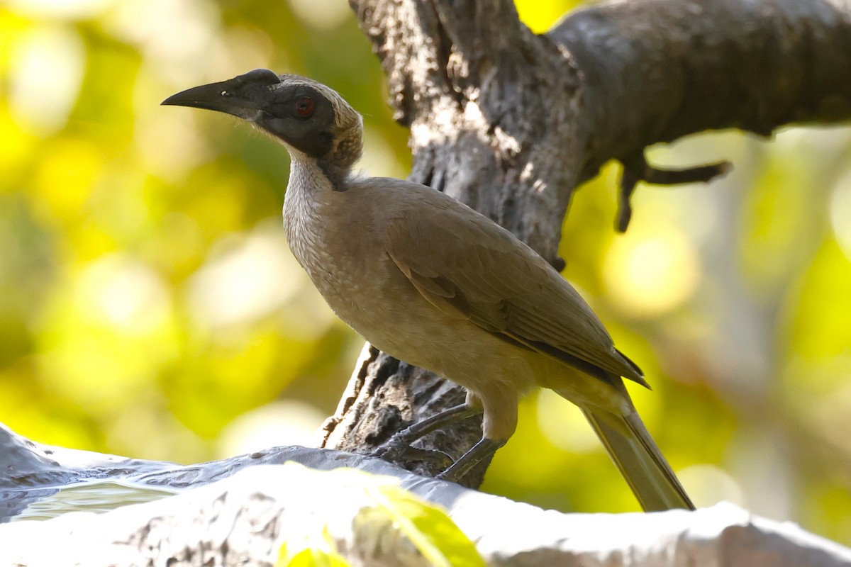 Helmeted Friarbird (Hornbill) - ML620431536