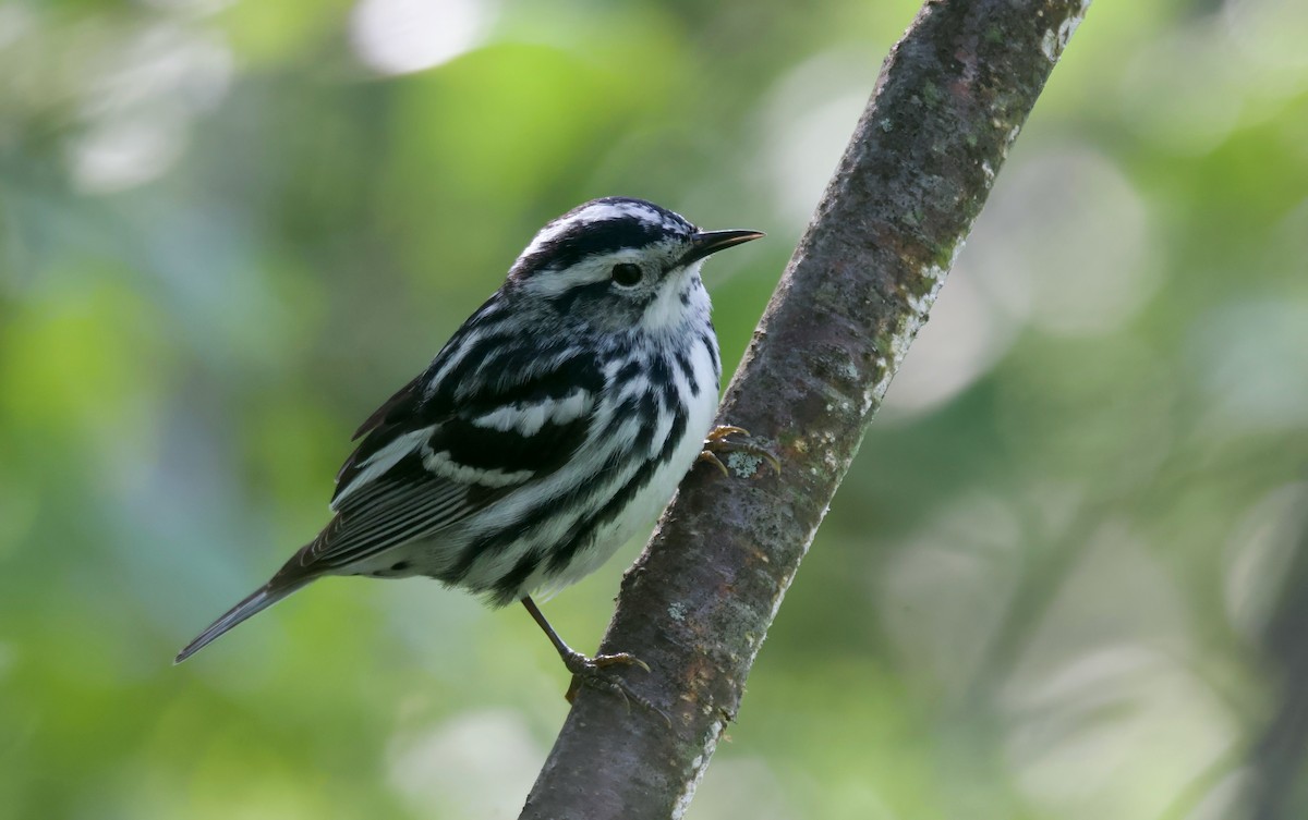 Black-and-white Warbler - ML620431537