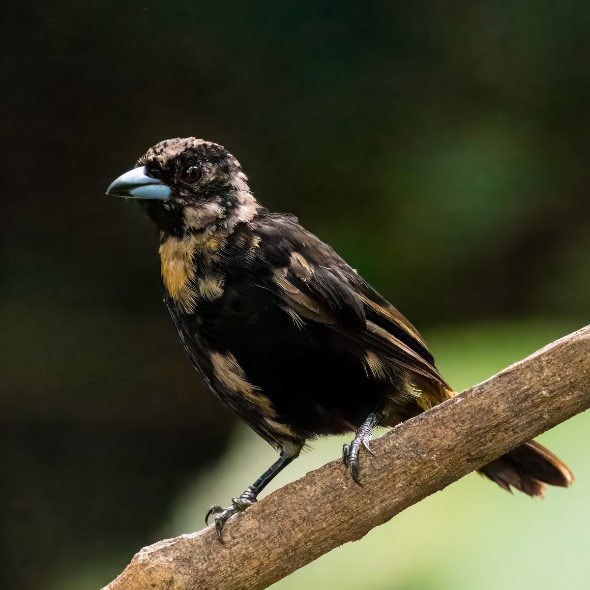Scarlet-rumped Tanager - ML620431538
