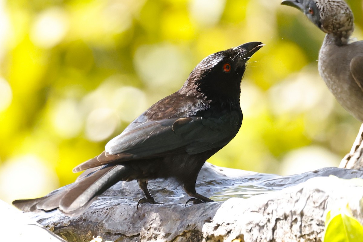 Spangled Drongo - ML620431540