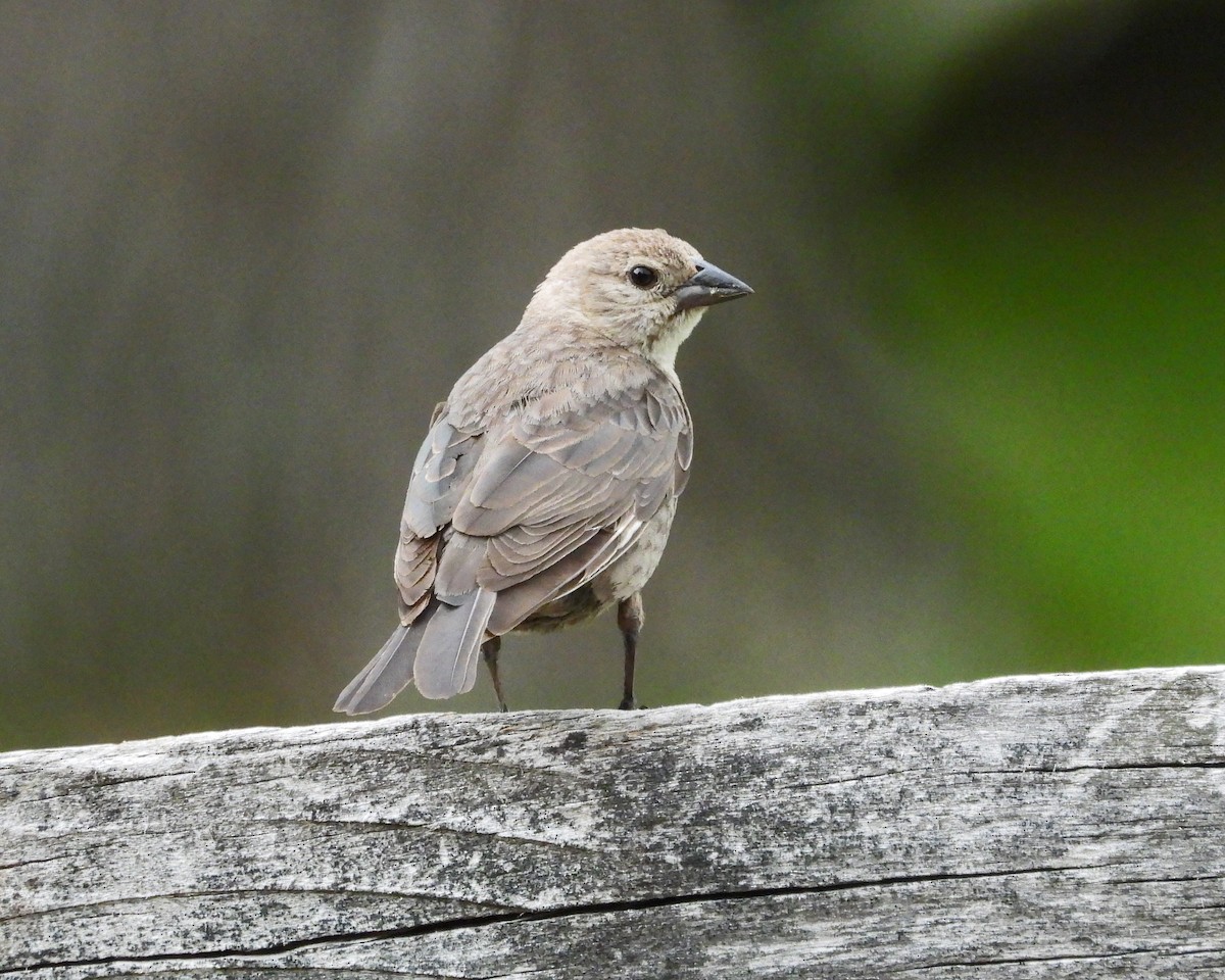 Brown-headed Cowbird - ML620431541