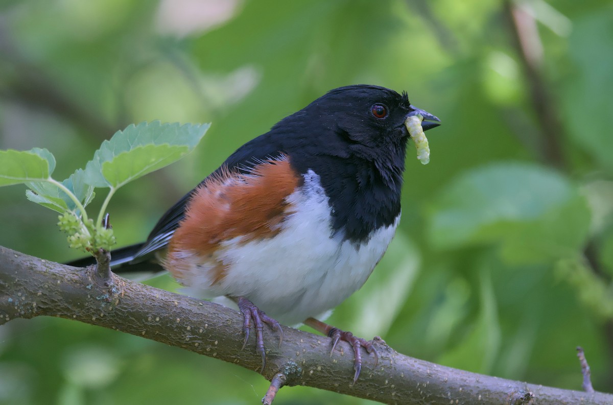 Eastern Towhee - ML620431542