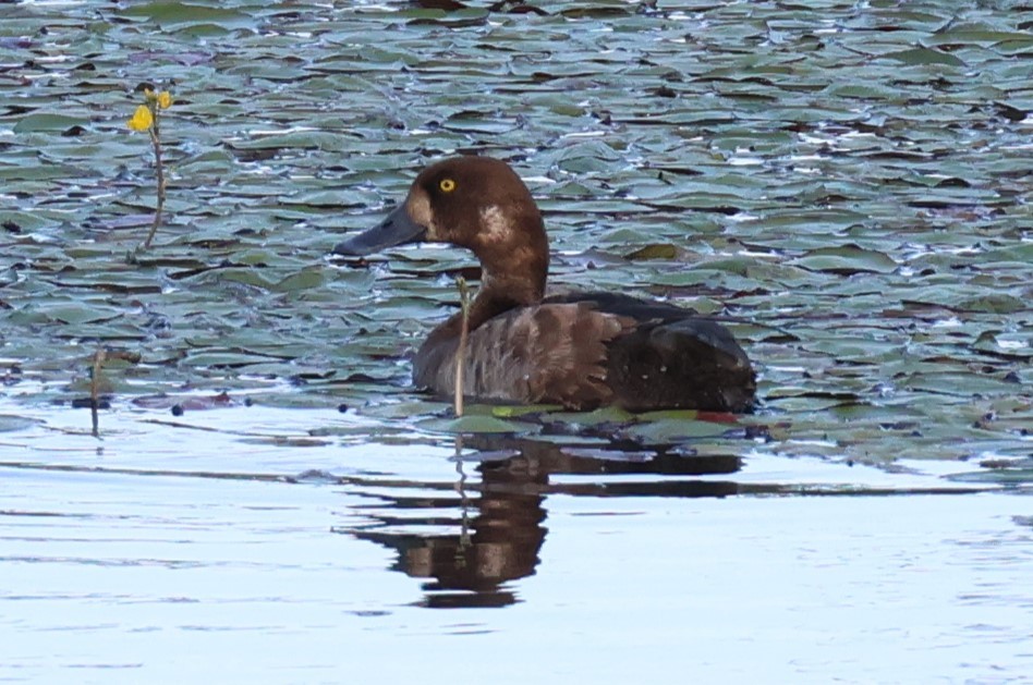 Greater Scaup - ML620431543